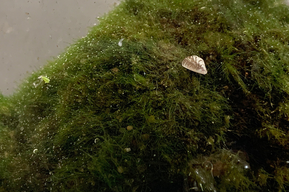 Små vandrarmusslor, zebramusslor (Dreissena polymorpha), har nu upptäckts i mossbollar köpta i Sverige. Den räknas till världens 100 värsta #invasiva arter. Har du nyligen köpt mossbollar till ditt akvarium, undersök om de innehåller små musslor. bit.ly/3uzyQTk