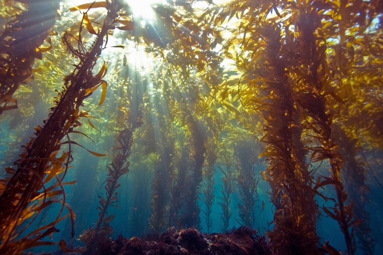 It's  #phycologyfriday! Let's talk  #laminaria layeringJust like  #Shrek & onions,  #kelp forests have a lot of layersTiered much like a  #rainforest, they have a forest floor, an understory & a canopyLet's explore!  @TheAlgarium  @KaptnKelp  #seaweed  #kelpforest 1/5