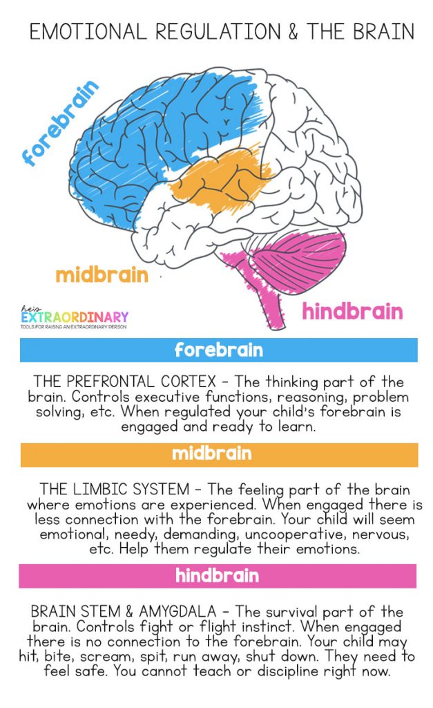 I LOVE this graphic about emotional regulation and the brain.  This breaks it down perfectly.