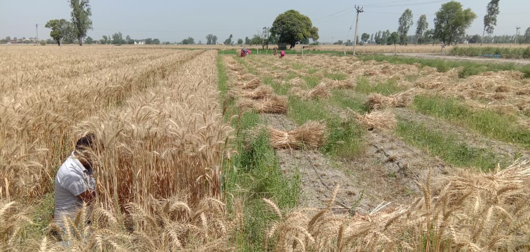 The Wheat 🌾 is grown with modern irrigation method #Drip_System &amp; precision farming practices. This #Haryana farmers has got 30% increase in the yield. 

Technical support being provided by <a href="/JainIrrigation/">Jain Irrigation</a> 
#WaterSaving 
#MoreCropPerDrop 
#TransformingLives 
PC;  <a href="/DrAKBhardwaj1/">Dr.A K Bhardwaj</a>