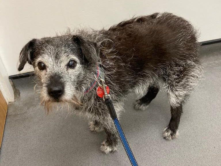 Medivet_UK's tweet photo. Meet 16-year-old Roxie - she recently visited Medivet #SuttonFarm for a check up.
As a senior #dog, Roxie's regular visits help to keep her happy and #healthy and give her owner peace of mind 😌 https://t.co/VmbkXrseyt