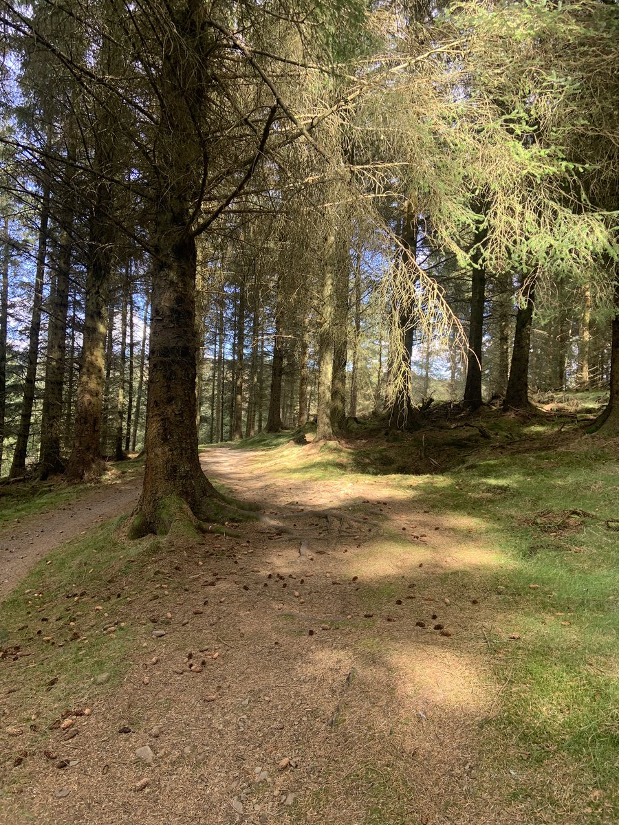 DenisRobson2's tweet image. Quality afternoon again @GlentressForest for my weekly gravel adventure. Although I’ll always consider myself a beginner,this area offers riding at it’s best for me, for exercise, scenery and experience. @TweedGo @CycleBorders #lovenatureloveyourhealth