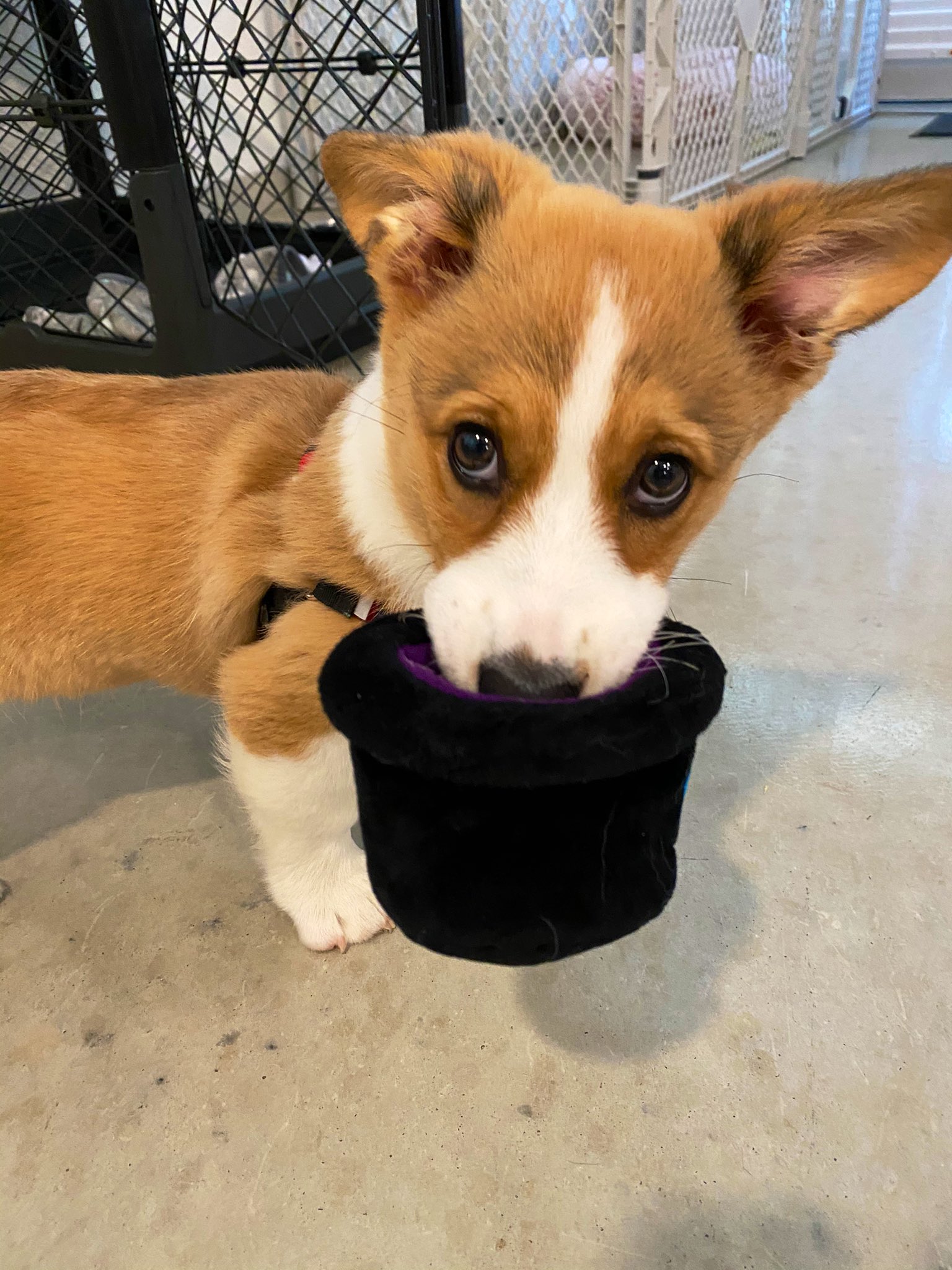 Alfredo Diaz on Twitter "We put treats in Gabu’s hat and then a