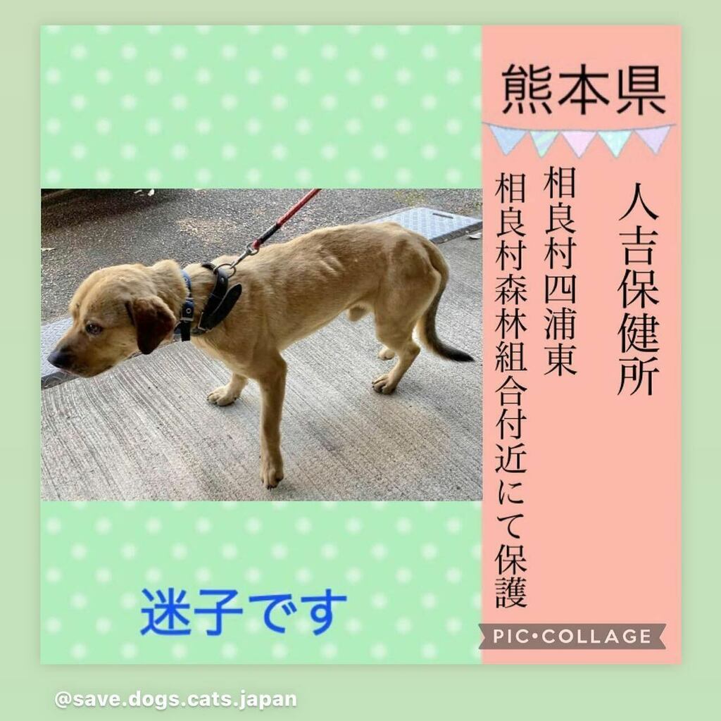 宜しくお願い致します。

#anima #pet #catstagram #catoftheday #animal #animals #otaru  #japan #Japanese #saitama #hokkaido #chiba #kanagawa #tokyo