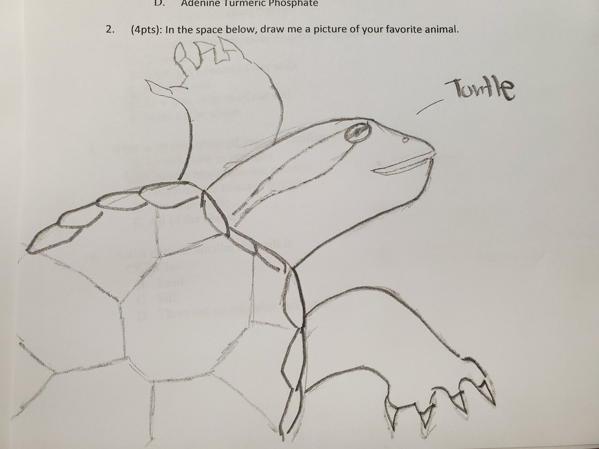 21: Animal Twitter, please tell me if this is a turtle or a tortoise or a crime fighting mutant teenager. My money is on red eared slider.