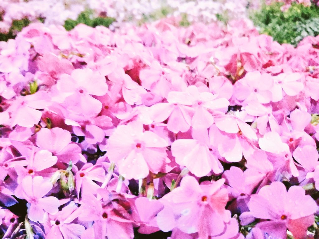 Minmi555 低浮上 おつかれ戦隊0409r3 芝桜が綺麗に 咲いてました ˊᵕˋ 芝生も良いけど 芝桜の絨毯もええなぁー 良い眠りを T Co Gky29at19x Twitter Minmi555 低浮上 おつかれ戦隊0409r3 芝桜が綺麗に 咲いてました ˊᵕˋ 芝生も良いけど 芝桜の絨毯もええなぁー 良い眠りを T Co Gky29at19x Twitter