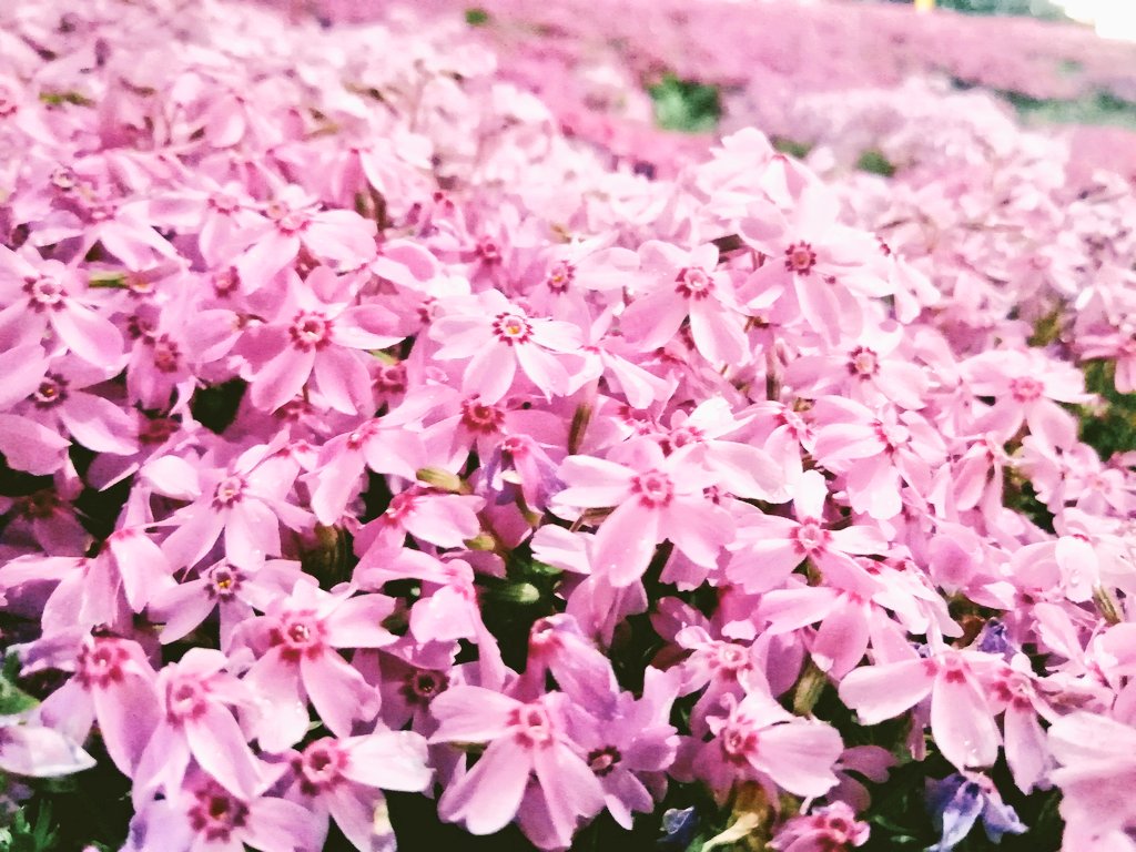 Minmi555 低浮上 おつかれ戦隊0409r3 芝桜が綺麗に 咲いてました ˊᵕˋ 芝生も良いけど 芝桜の絨毯もええなぁー 良い眠りを T Co Gky29at19x Twitter Minmi555 低浮上 おつかれ戦隊0409r3 芝桜が綺麗に 咲いてました ˊᵕˋ 芝生も良いけど 芝桜の絨毯もええなぁー 良い眠りを T Co Gky29at19x Twitter