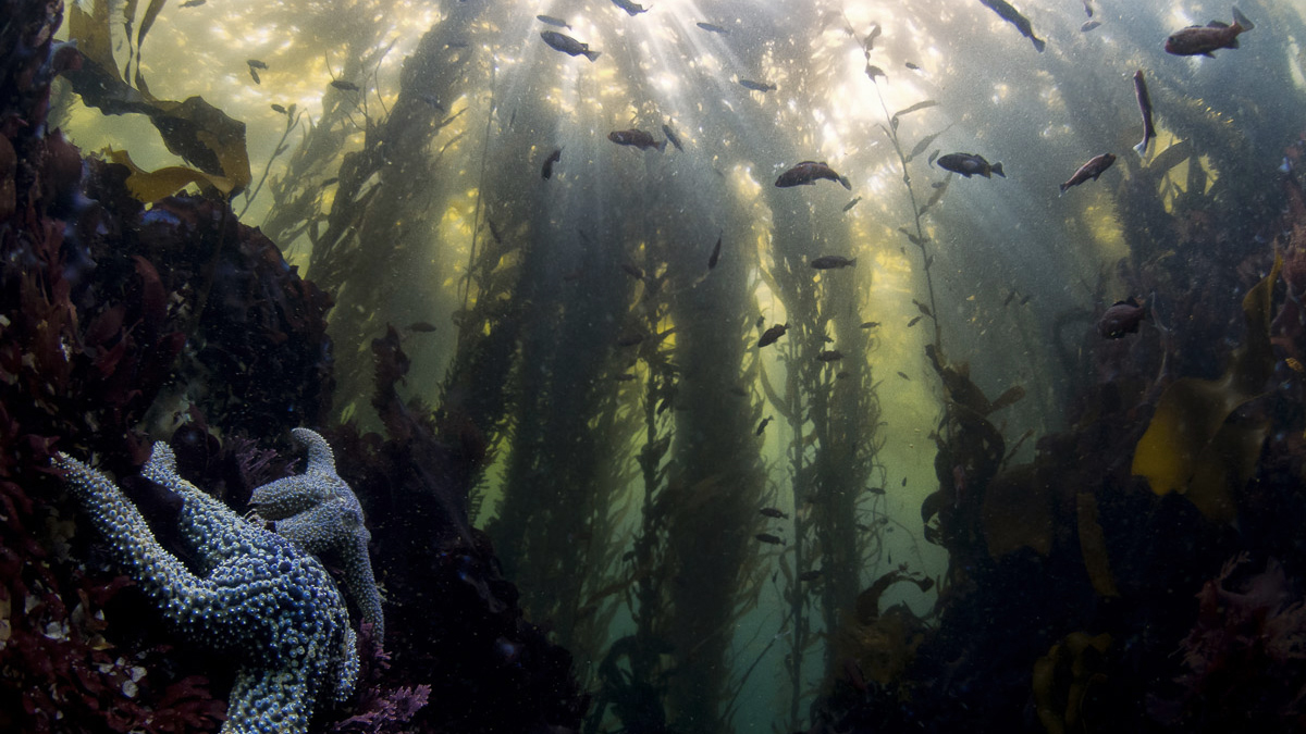 A  #kelpforest begins at the seabed, where the holdfast (anchor) of the  #kelp attaches to sturdy substrate  This layer is also known as the forest floor, & it houses many  #marine organisms!Tunicates, sponges, anemones, urchins, octopus, crabs, you name it! ⁠2/5