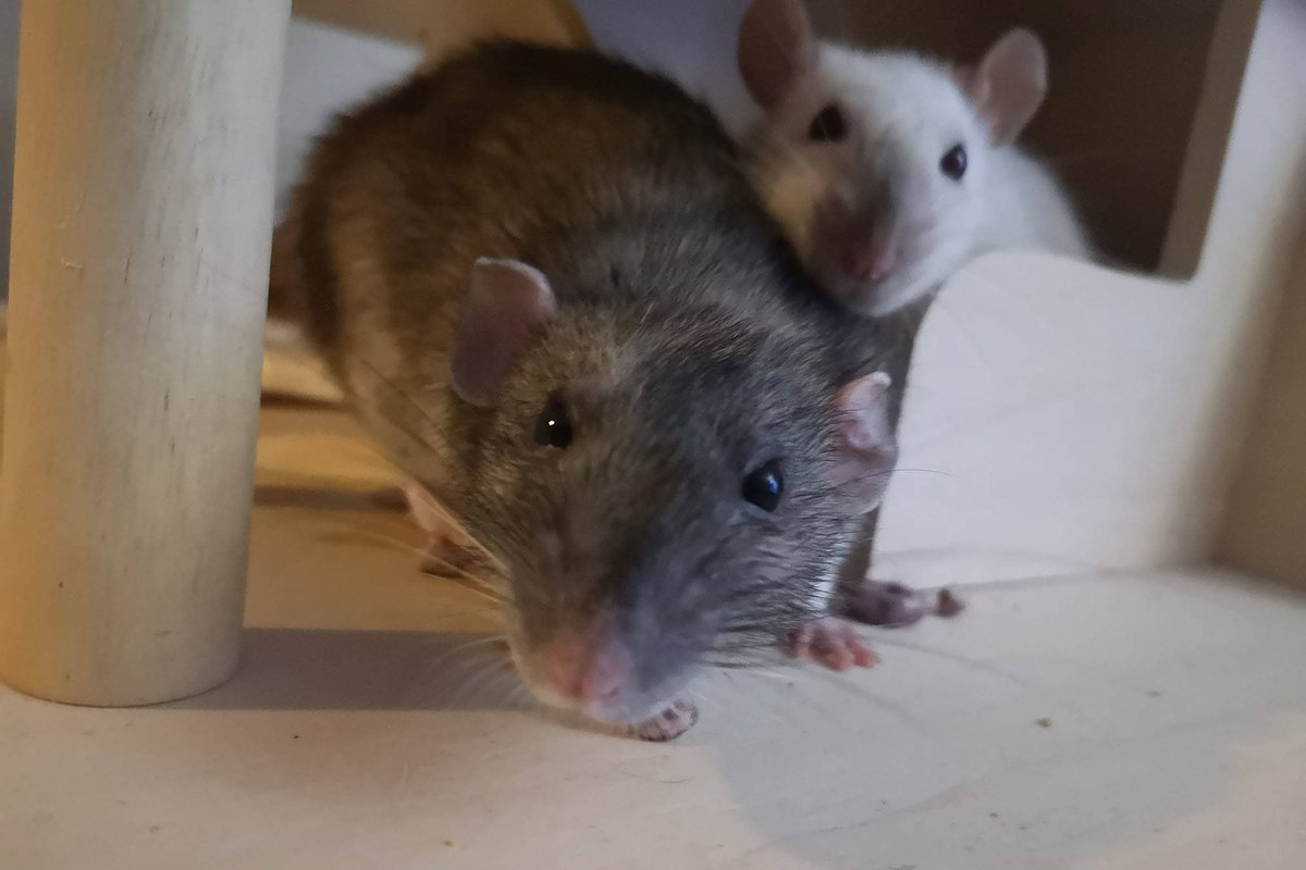 AskCommunalist's tweet photo. hello little ones :] https://t.co/hRMVPxb8HI