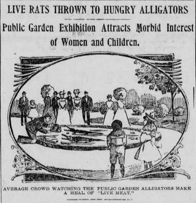 Here's a story that appeared in the Boston Post, in August that year. Residents would reportedly trap rats and bring them to the "lily pond" — or basin — near the Arlington Street entrance. Then the "fun" would begin...