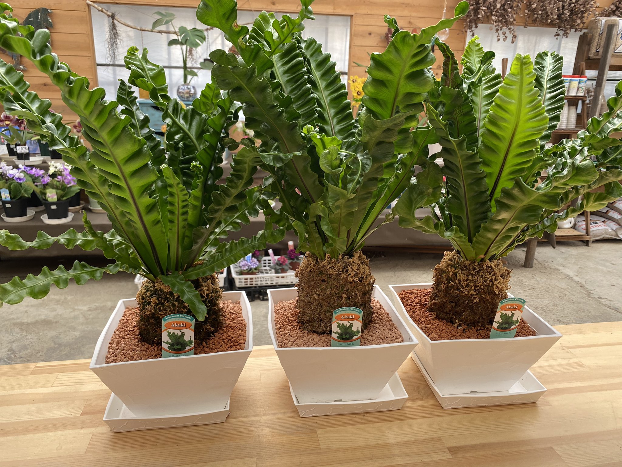 細川洋蘭農園 植物のある暮らし 観葉植物入荷しました 植物一つでお部屋の雰囲気も 気持ちもかわりますね ココヤシ モンステラ シダ アスペレニウム フィカスウンベラータ 観葉植物 新潟花屋 花屋 植物のある暮らし T Co