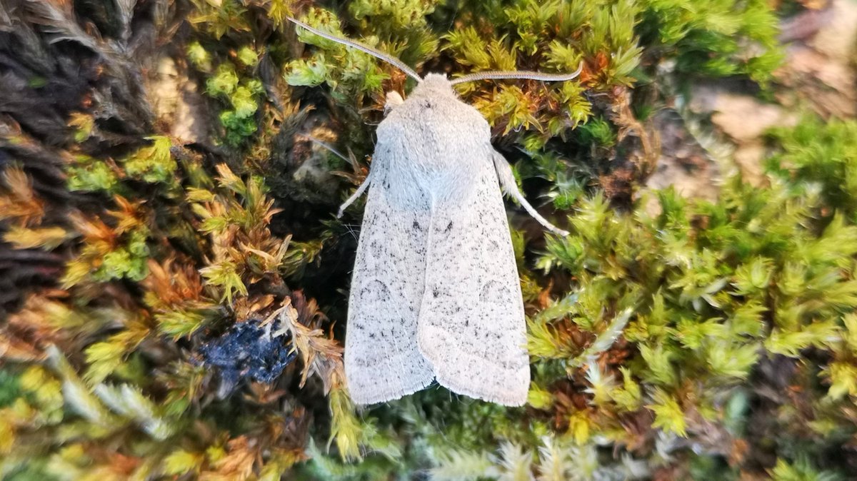 Powdered Quaker in a small catch at a chilly Papercourt last night. @surreymoths @BritishMoths #mothsmatter