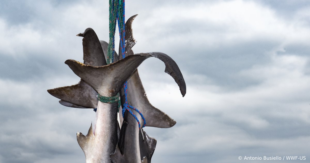 The EU has the 2nd highest recorded shark and ray catches in the world.
 
The Member States with the most catches are Spain, France &amp; Portugal. In 🇵🇹, it could be up to 1.5M animals each year.
 
We must enforce the rules to help save our seas! wwf.eu/?uNewsID=26134…