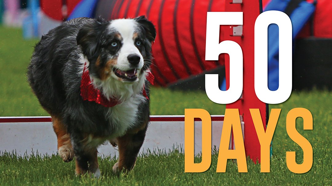DogBowlFun's tweet photo. 50 Days until #Frankenmuth Dog Bowl 2021! We hope to see you there! 🐶

#DogBowl2021 #RiverPlaceFun #Michigan #SeeFrankenmuth https://t.co/0KVDGQWg44