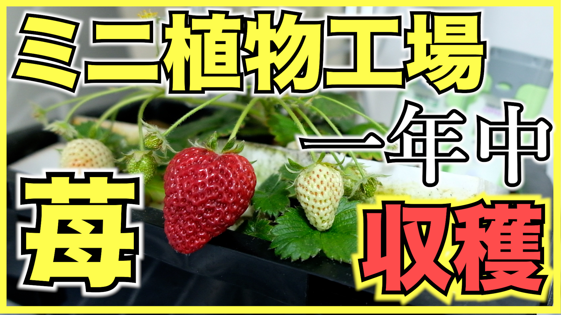 宮崎大輔 イチゴテック 続きはこちらです いちごをミニ植物工場で収穫 種から室内で水耕栽培とledで苺を育てる方法と糖度 注意点 ビジネスとして儲かるのか T Co Gzjcernfw9 T Co Erjni9bibv Twitter