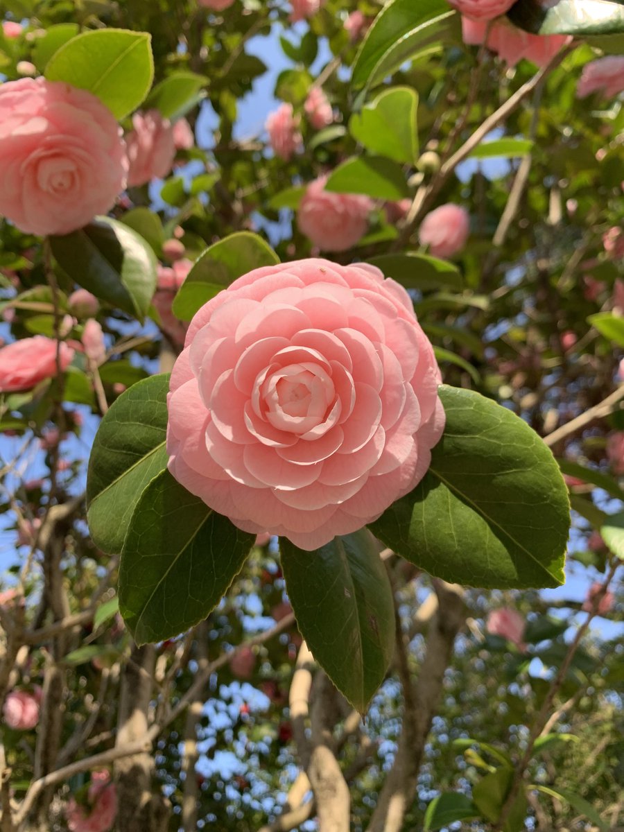 yochiruy's tweet photo. Let me collect beautiful things in Kyoto as you come up with feelings. #camellia #campstool #cherryblossoms #paella #椿 #床几 #桜 #パエリア https://t.co/UCpy3yRbXH