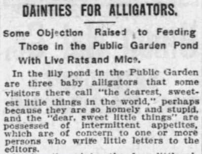 Most stories mention the city feeding them steak once per week. But a few reports — like the one in the Post — described how residents loved to toss in rodents, biscuits(?!) and frogs. This, of course, didn't sit well with everyone.  (These from the  #Boston Globe & the Post)