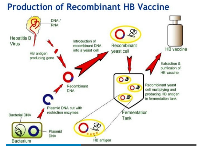 (D)Selective Breeding (dog breeds, flowers, fruits)(E)Pharmaceutical drugs•Cellular manipulation products (growing human ears on micejust see how Biotechnology produces Hepatitis B vaccine