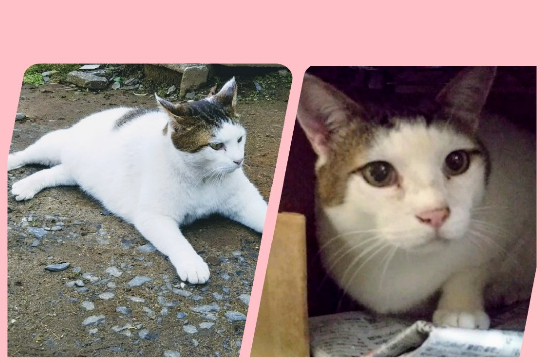 🟢ずっとずっと捜してます！車で連れ去られた猫ちゃんを捜してます。
＃猫捜索中
＃餌やりさん
＃保護ボランティアさん
＃拡散希望
＃迷い猫
＃茨城県全域
＃小美玉市全域
＃石岡市周辺
＃白色系猫
＃フジちゃん
＃１月から行方不明
⭕保護して頂けたら幸いです!