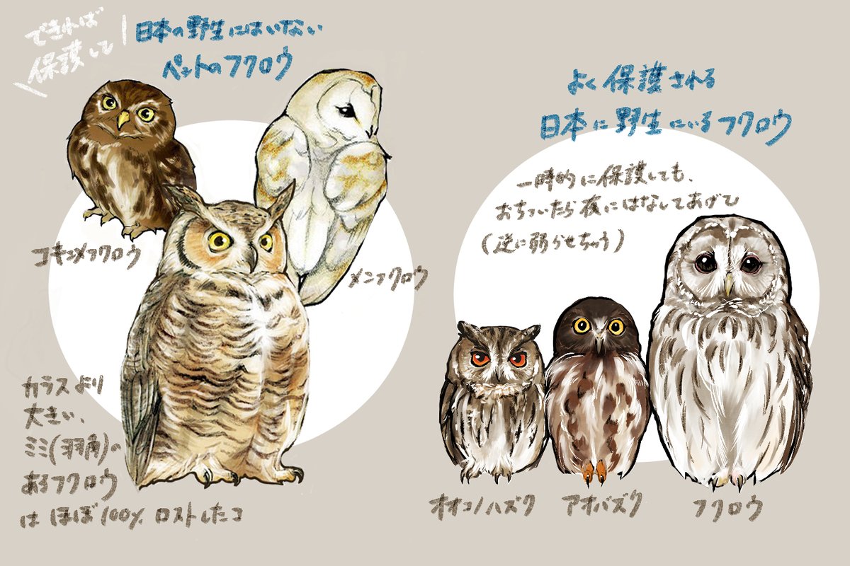 日本にいる野生のフクロウを知っていれば、逃げたペットのフクロウを野生だと見逃しちゃったり、保護する必要のない野生のフクロウを拘束して弱らせちゃうことが減らせるかもしれない。
そんなわけで、なんとなーくでも覚えてくれたら嬉しいです〜🦉 