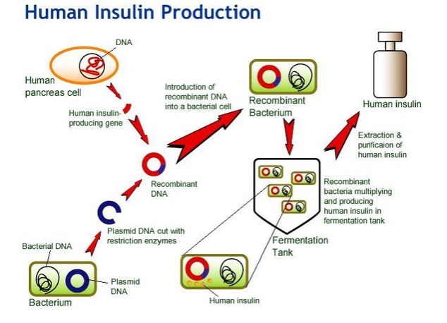 Insulin Production is also a Biotechnology