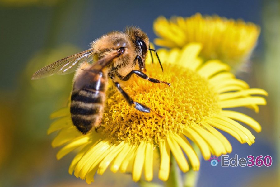 Ede360's tweet image. Nationale Bijentelling, doe jij ook mee? ede360.nl/page/Nieuwsdet… Ede360