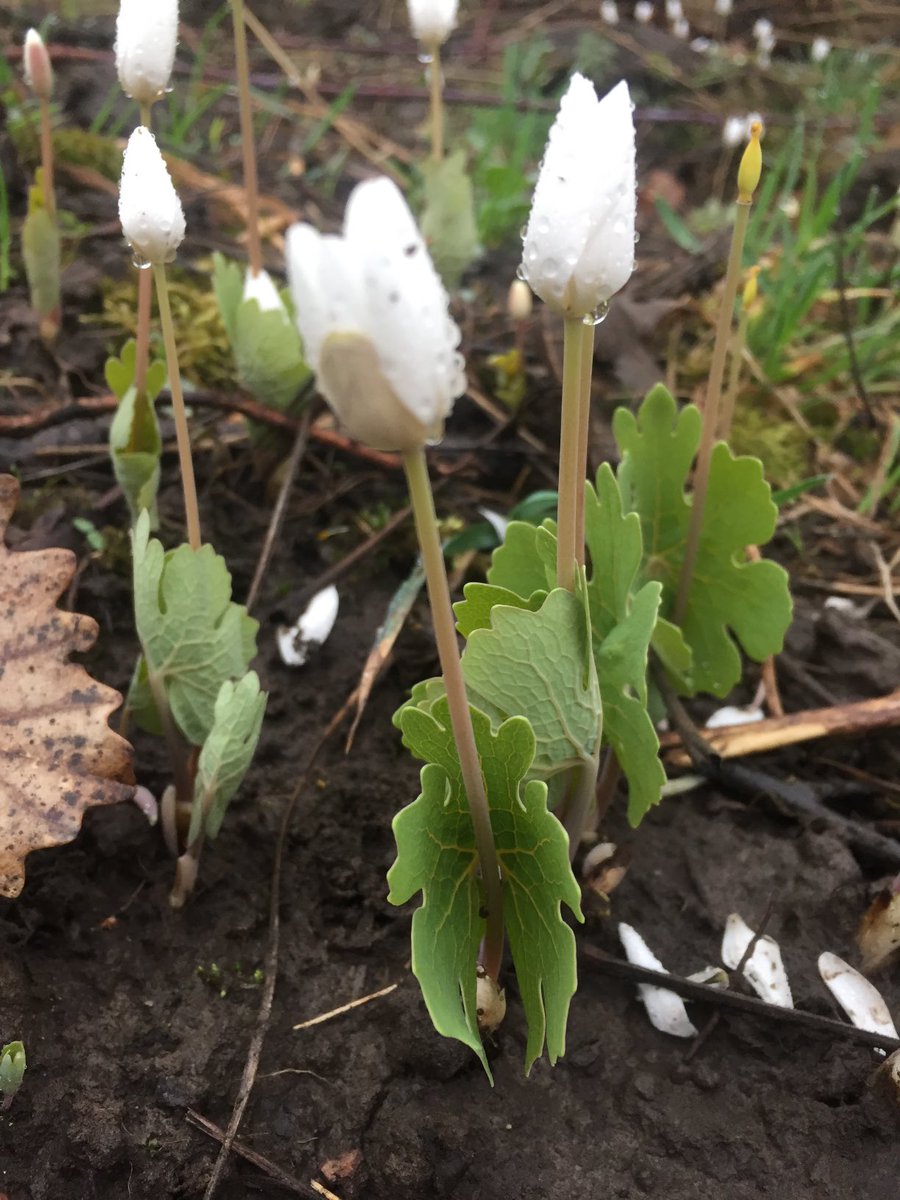 PBWeiss's tweet image. First bloodroot.  SPRING!