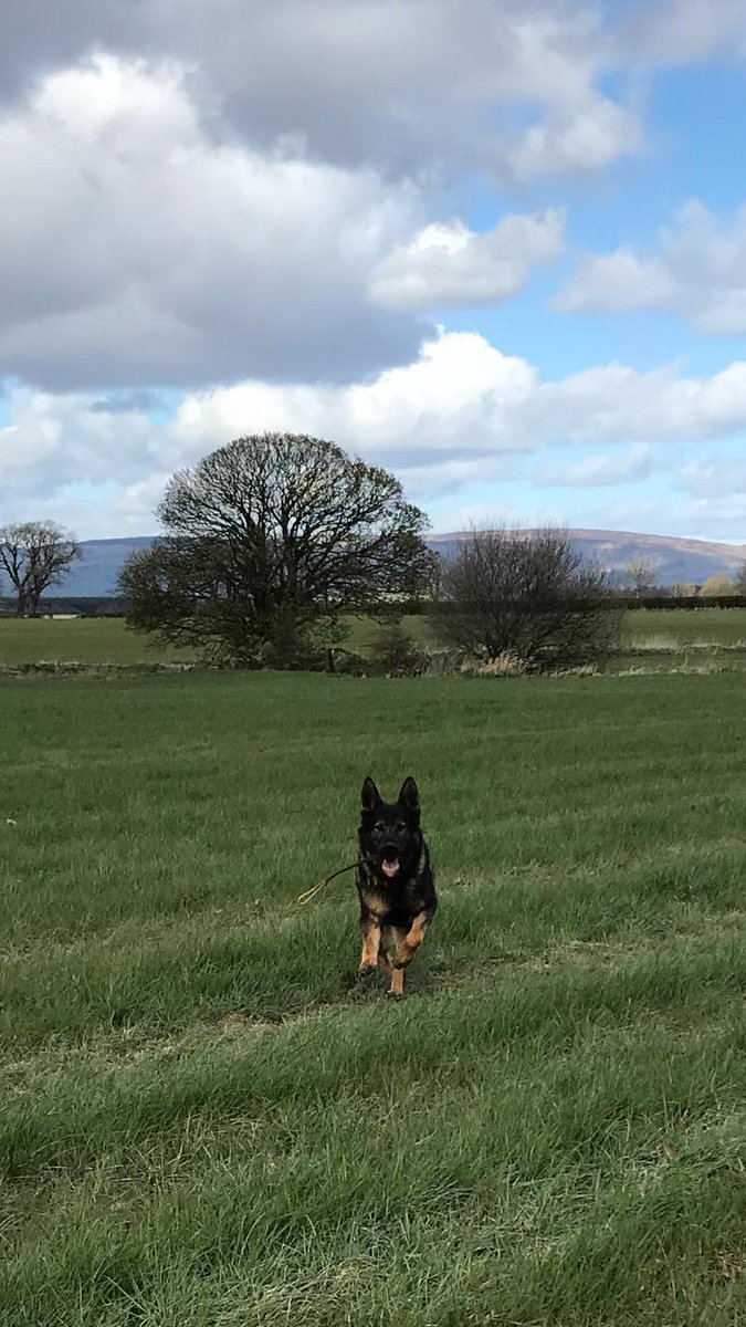 K9Scottish's tweet photo. Isn't this a great photo of a happy retired Police Dog 🤩
#PDRex retired in Jan and is absolutely loving life 😍 
#RetirementLife
#TreeClub https://t.co/ByiYApW7v2
