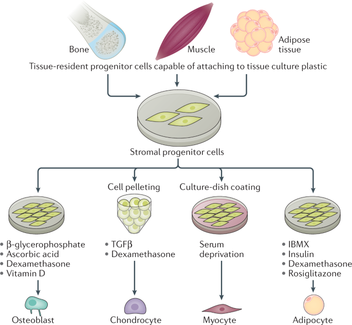 NatRevMCB's tweet photo. Now Online Transcriptional networks controlling stromal cell differentiation https://t.co/dIHB7jH3az https://t.co/DiBgzN16W4