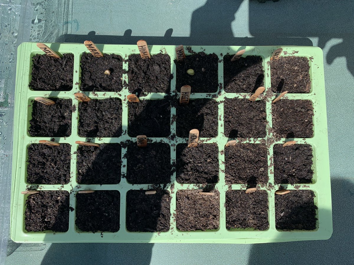 Nickik1979's tweet photo. We’ve got sprouters! Day 6 for Maggie Day 7 for Marge!! #sunflowers #homegrown #fromseedtoflower https://t.co/fbZ6uriIr5