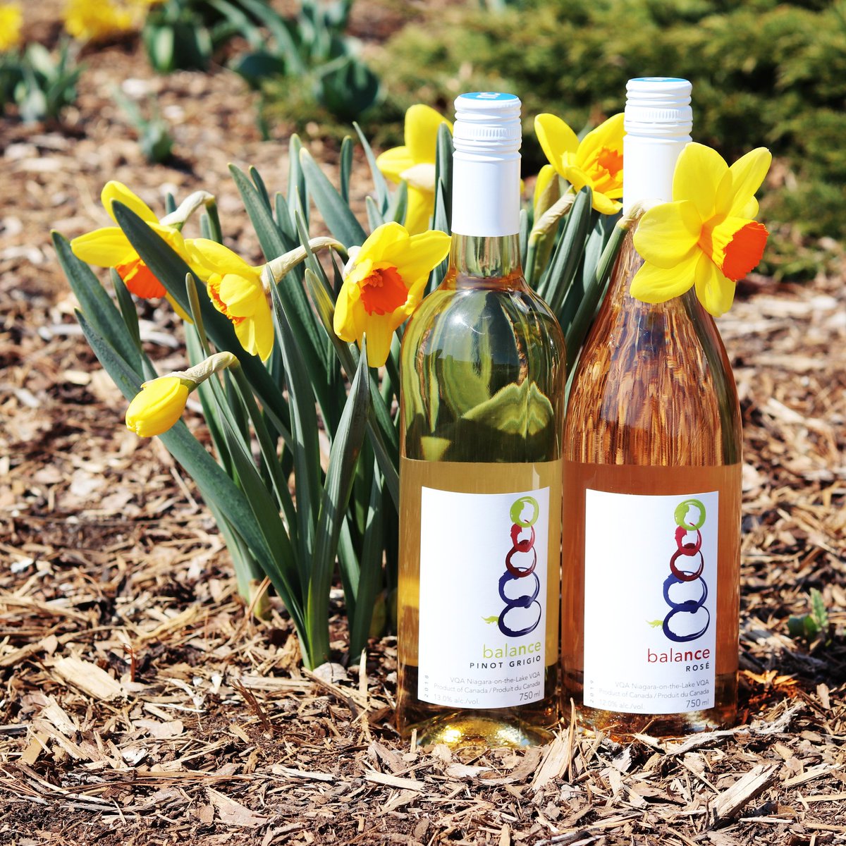 Spring is here, and so is our Springtime Sale!

Until April 30th, enjoy 10% off any 12 or more bottles of NC wine! 

Ontario shipping is free for any purchase of 6 or more bottles! 

Shop now! ➡️ ncteachingwinery.ca/collections/wi…