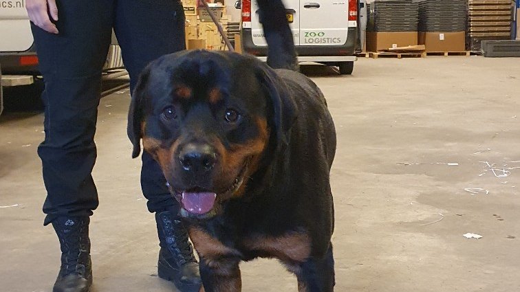 WorldCarePet's tweet photo. Happy boy Zeus ⚡️arrived in Amsterdam last night from Dublin!
Zeus may look tough but he’s a marshmallow on the inside. 😉

 #worldcarepet #rottweilersoftwitter #rottweilerlove #pettransport #Expats https://t.co/pFFRB3BSwa