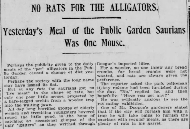 One day after those stories ran, the Post had another story saying the "fun" seemed to cease, perhaps because the Society for the Prevention of Cruelty to Animals got involved? Only an "urchin" — a mischievous child — tossed it a mouse that day.