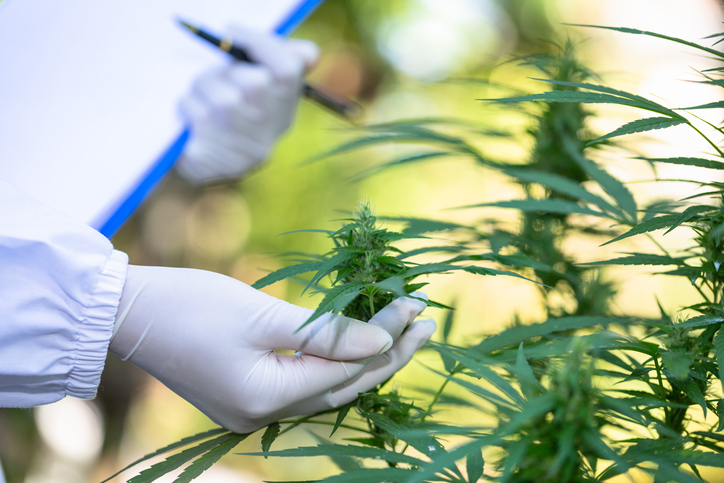 RdeAustry's tweet photo. Beyond CBD? Any of the 100+ minor cannabinoids could be a ‘rock star’ beauty active, says Treehouse Biotech https://t.co/rH9uSoQB0i https://t.co/1vmcmnCxl8