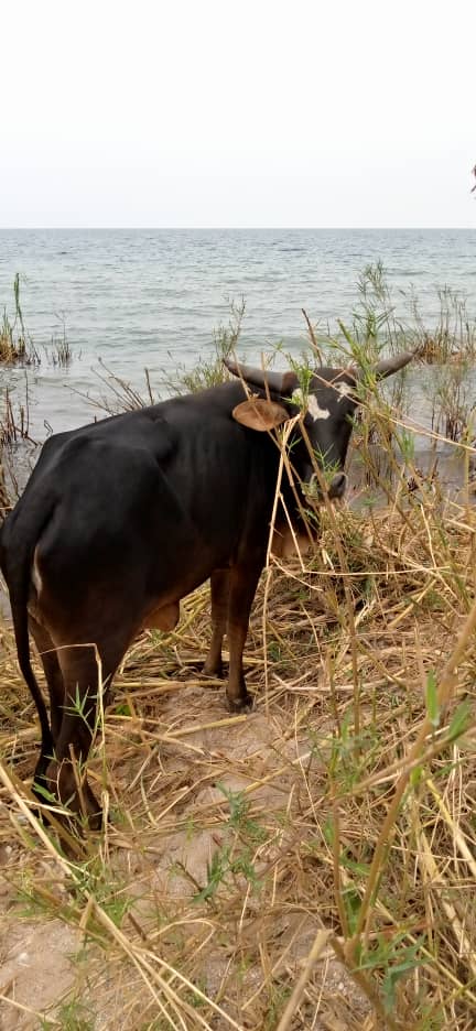 JoesperanzaS's tweet photo. C'est maintenant le tour des habitants Banyamulenge de #Bibogobogo d'avoir leurs vaches razziées. Sources locales parlent des élements #Mai_Mai en provenance de #Mutambala. Bilan: 3 bergers tués, tous sur place et bétails emportés. Boureaux eux, ne soront pas inquiétés. https://t.co/T4HOBsMHIW
