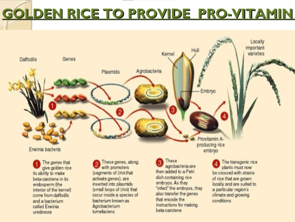 Similarly Biologic and vaccines, insulin where we are using living organism to for production is a example of Biotechnology 2- Bio agriculture -