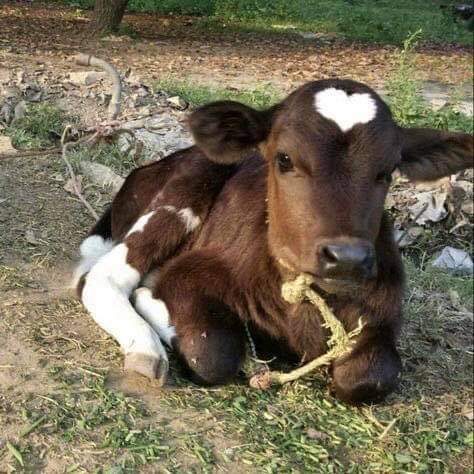 0x9b5a5c's tweet photo. nothing calms me down like looking at some heart cows https://t.co/57zs4ZjmXT