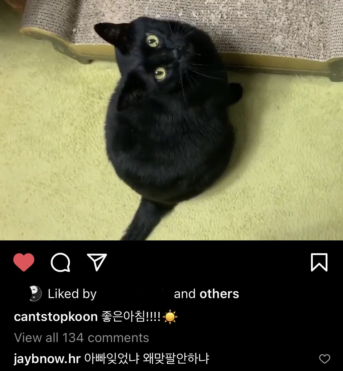 For Def Jay B Trans Jay B S Comment On 쿤 S Instagram Post T Co Qaajcvapln Have You Forgotten About Dad Why Aren T You Following Back 쿤 Is One Of His Cats Who
