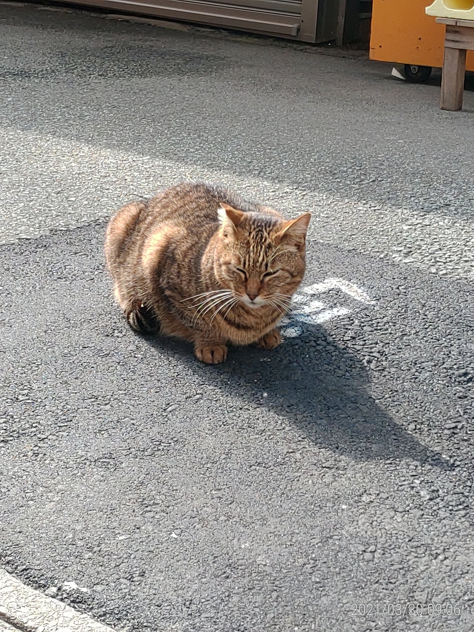 Shintarou Umeyama 伊勢神宮 内宮 の鳥居前町で見かけたネコ こちらを警戒するそぶりがなかったので地域猫かな ふくよかな体で毛並みも良い感じ きっとこのあたりで可愛がられている ネコ 猫 伊勢神宮 Cat Animals 動物 T Co