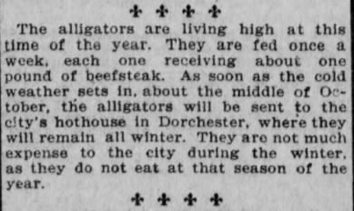 I'll shut up in a minute but still a couple fun anecdotes. Obvs. these 'gators can't survive a  #Boston winter. So, they spent the cold months in a "hothouse" in  #Dorchester, then came out in "warmer months" until they were removed from the basin again in October.