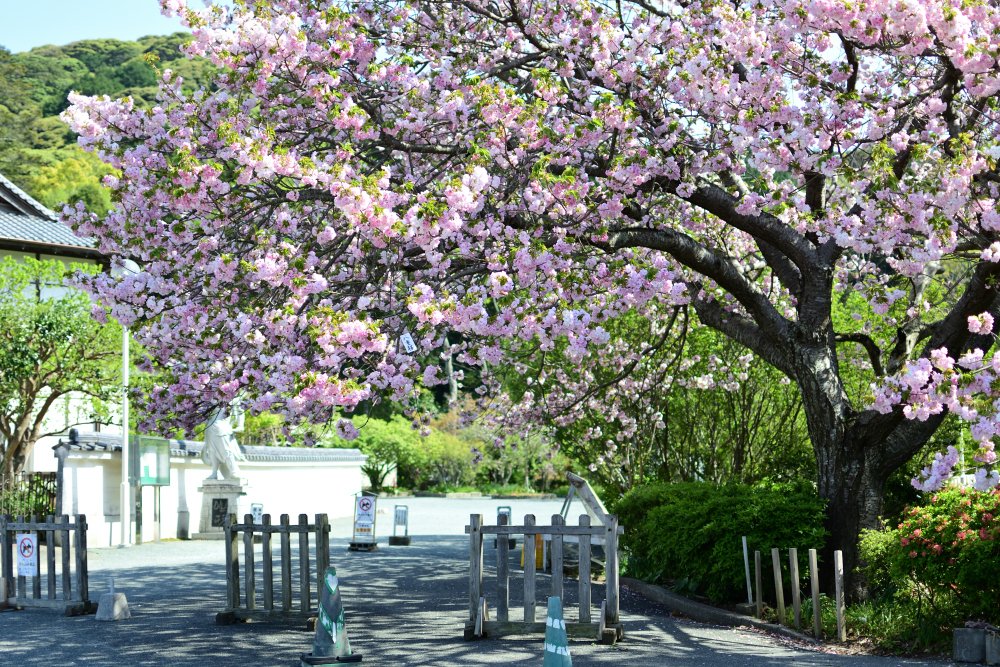 kuni_mizomizo's tweet photo. 今回の撮影は、福岡県宗像市にある鎮国寺の八重桜です。
#鎮国寺 #八重桜 #花満開 #さくら #オススメ #写真時々歴史 #Nikon #D500 #ぶらりPhoto #ぶらりフォト散歩 #PhotoWalker #LocalJapanPhoto #LocalJapanSpot #localjapanlife #localjapantrip https://t.co/aqtZ6pGmSo