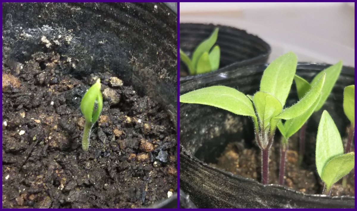 ナズナ 発芽したときには黄緑色だった茎が だんだんと紫色になり 葉脈まで紫になってくると ようやく ナス育ててる って感じになってよき テンション上がるよね よき 3 29 4 10 家庭菜園 ナス ヴィオレッタディフィレンツェ T Co