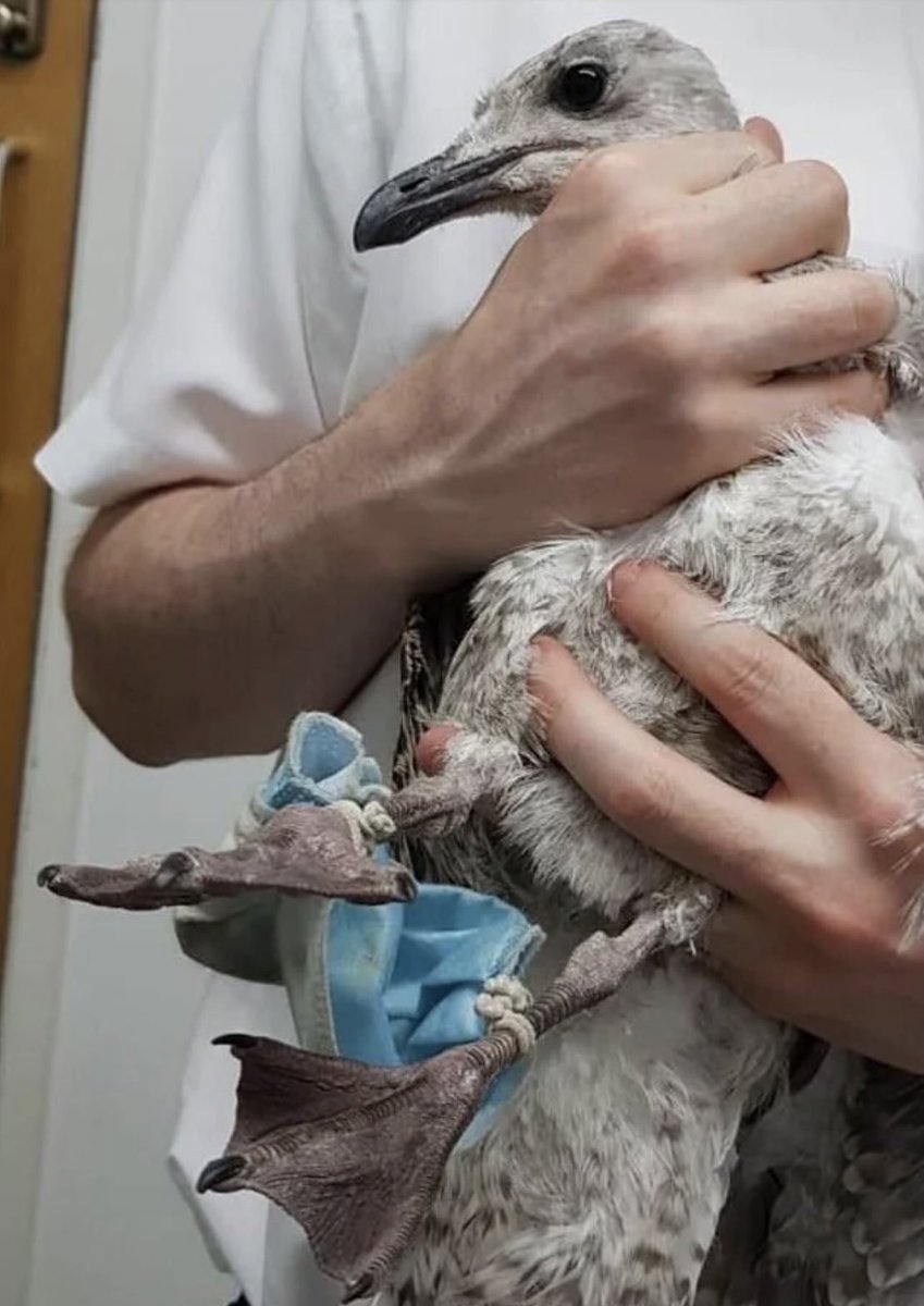 joncoopertweets's tweet photo. I urge everyone to dispose of their used face masks properly and responsibly. Never discard them on the street. When possible, cut the strings on the masks. Wild birds and other animals are getting entangled in discarded masks, and many have died as a result. https://t.co/sY8CqUEWtf