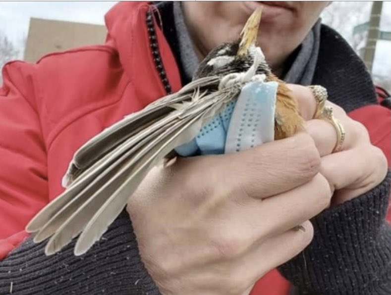 joncoopertweets's tweet photo. I urge everyone to dispose of their used face masks properly and responsibly. Never discard them on the street. When possible, cut the strings on the masks. Wild birds and other animals are getting entangled in discarded masks, and many have died as a result. https://t.co/sY8CqUEWtf