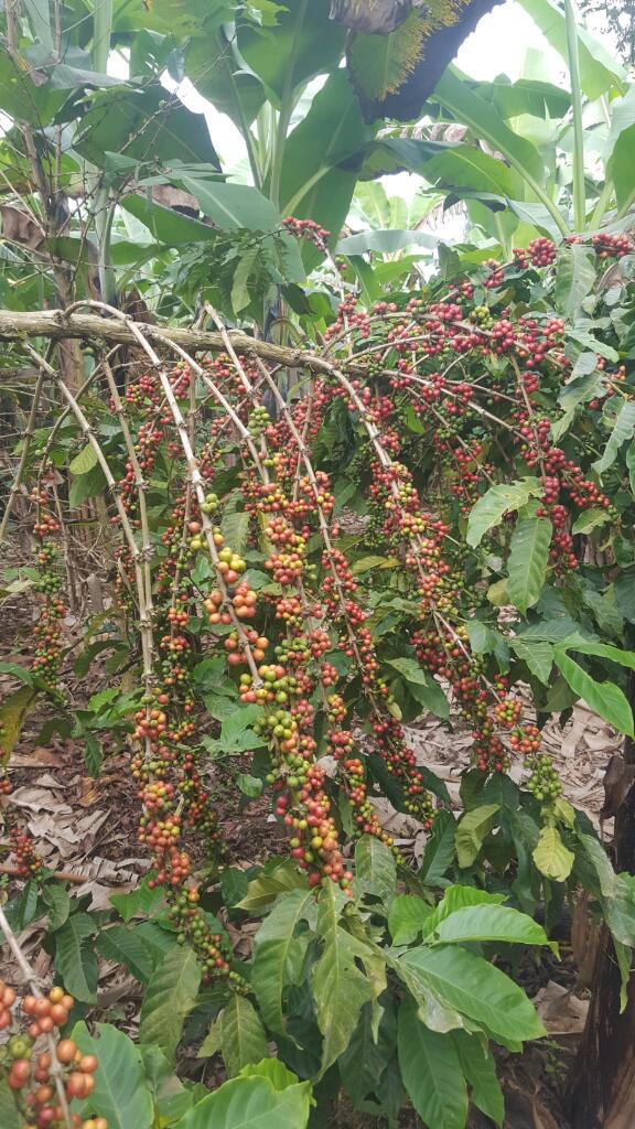 GIEDTz's tweet photo. Tatizo la ukosefu wa ajira kwa vijana sio tu la kitaifa bali la kidunia. Je wew kama kijana wa kitanzania unakabiliana nalo vipi. Karibu @GIEDTz uweze kukutana na vijana wengine walioamua kuwa wamoja na kubuni miradi mbalimbali ya kilimo kama sehemu ya kujipatia kipato. #GIEDTZ https://t.co/KYzb8Knehs