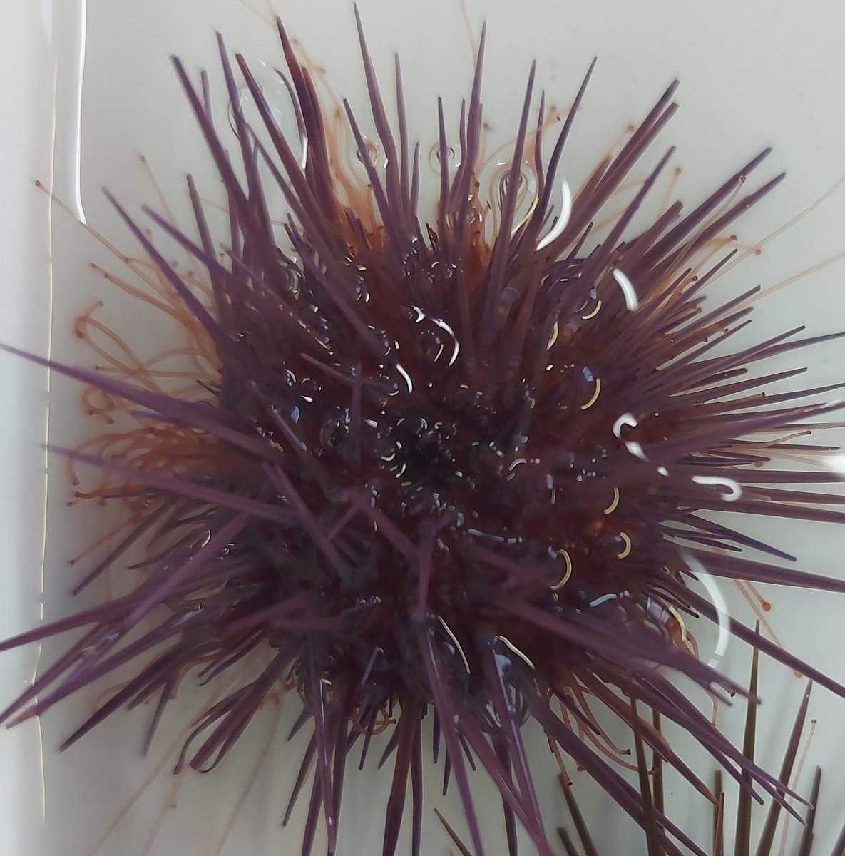 OcimerU's tweet photo. Today Sara Campos and @Estef_Paredes from @cimuvigo measured the size dispersion on our first batch of sea urchins... startimg the count down to their release!
#seaurchin #OCIMER @FBiodiversidad #programapleamar financiado por #FEMP
#seaurchin https://t.co/po3mFj6TFI