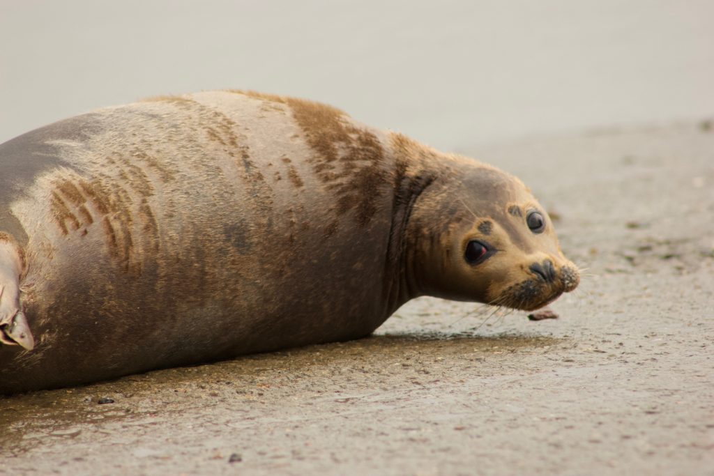 There are an estimated 2,400 grey seals in the Thames Estuary. Check out our free newsletter w. an article by Mary Tester, a medic w. @BDMLR, about what to do (and what not to do) if you are lucky enough to see one. @freddietheseal @gabriellasgg chiswickpier.org.uk/wp-content/upl…