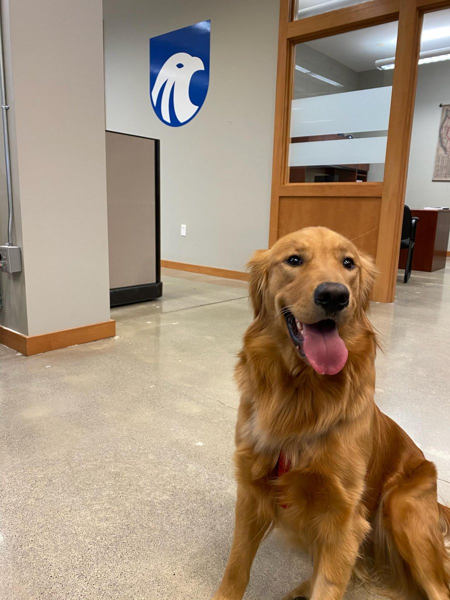 network_transpo's tweet photo. New hire in the office! She's extremely cute, but has proven to be a little distracted. We'll see how she turns out..

#networktransport #soartransportation #dogsintheoffice
#chattanooga #logistics #news #transportation #supplychain #freight #assetbased #job https://t.co/3Ry8uxQXYS