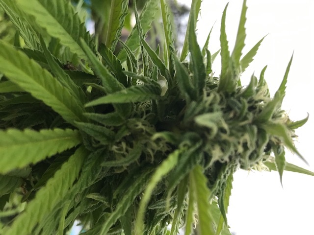 InvestorIdeas's tweet image. CANNA VENTURES RAISES $1.4 MILLION TO FOCUS ON #INVESTMENTS &amp;amp; LENDING IN #FUNCTIONALMUSHROOM &amp;amp; #PSYCHEDELIC 
investorideas.com/news/2021/cann…