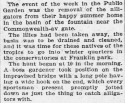 Getting the 'gators out of the pond was quite the affair. People dropped what they were doing to come watch. Gardeners would put a bridge over the basin, then wrangle the 'gators with a pole and hook. From The Globe in October 1901: